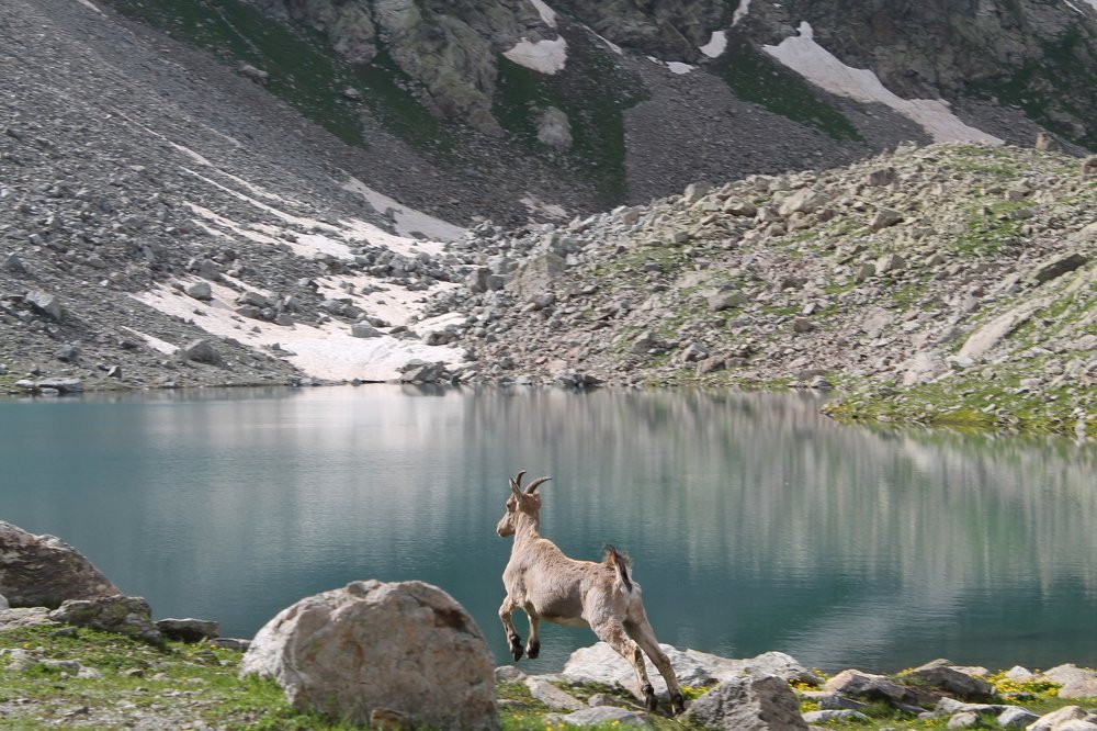 Дикий мир Кавказа