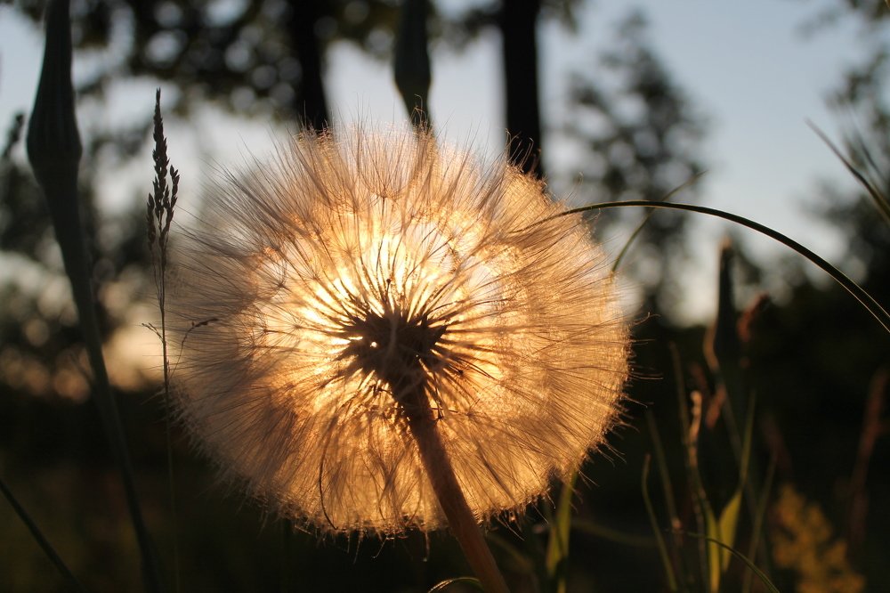 Одуванчик на закате