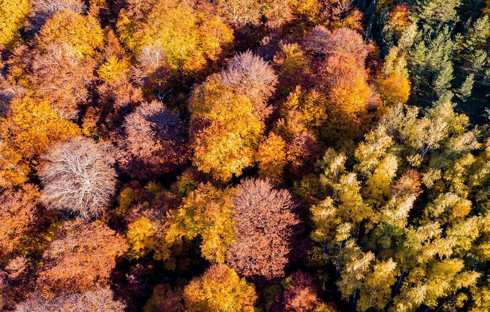 Осенний крымский лес.