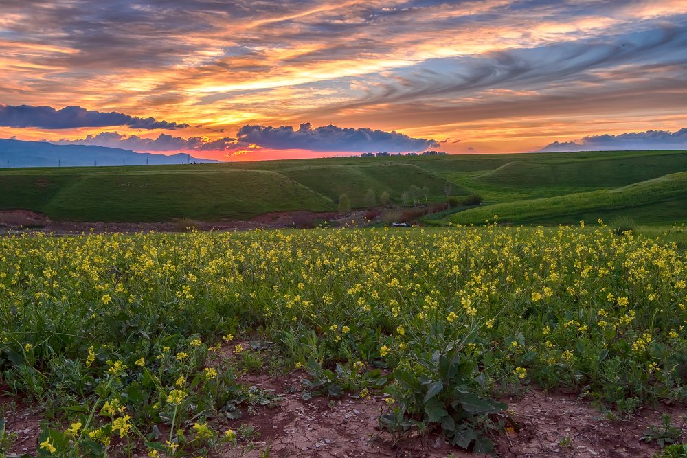 yellow flower with sunset
