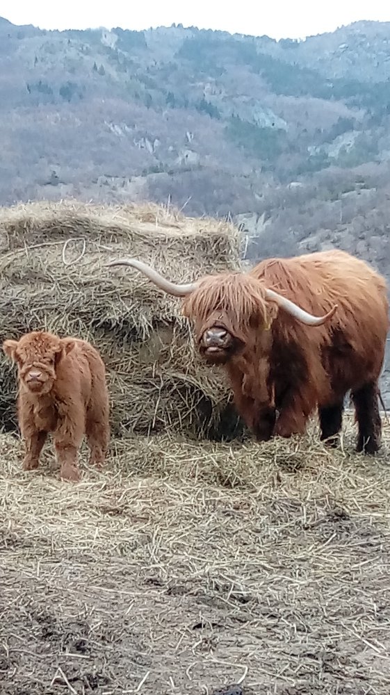 просто бычки