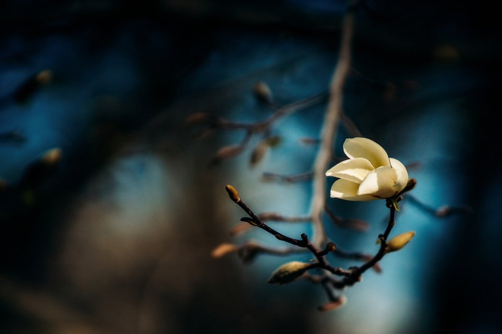 Цветок магнолии