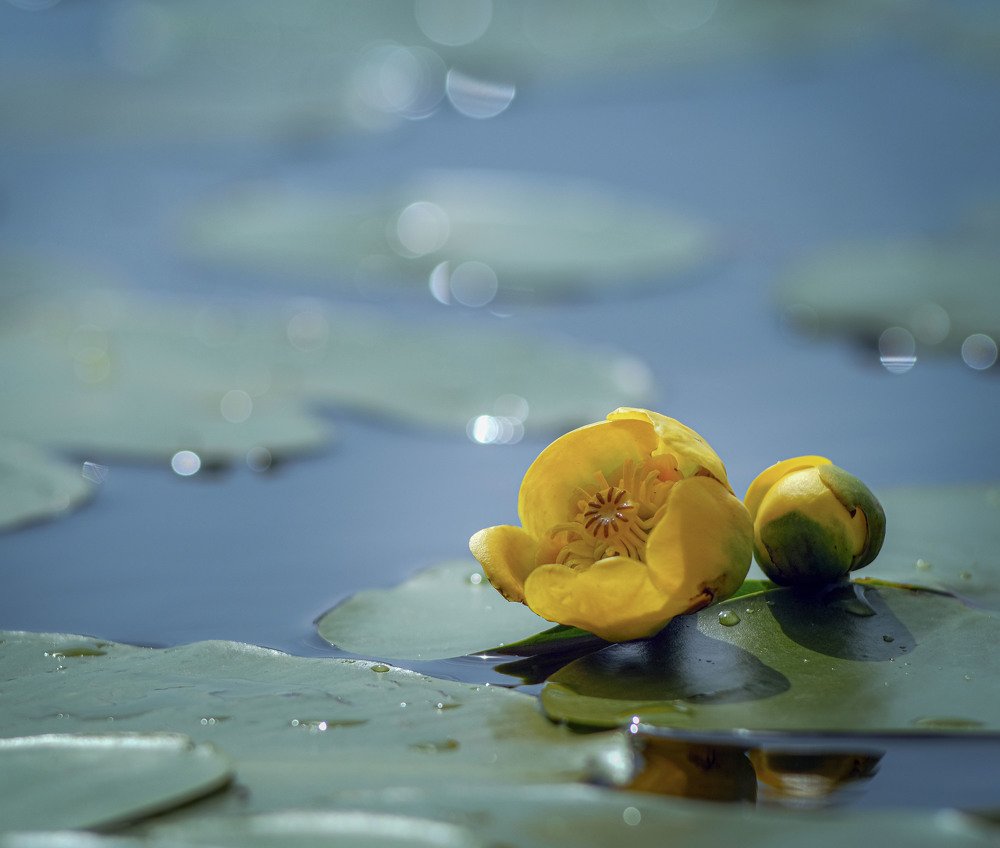 water lilies