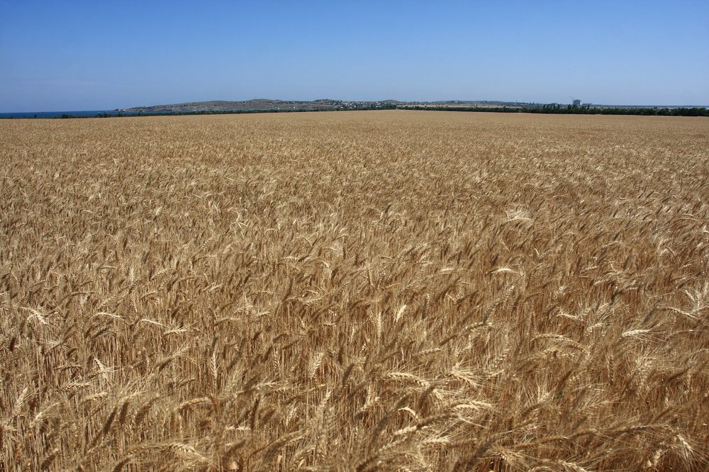 Крымская нива