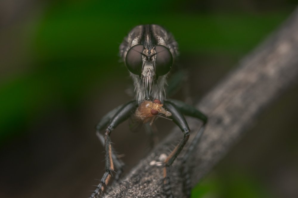 Photograph by achmad kamal kamal