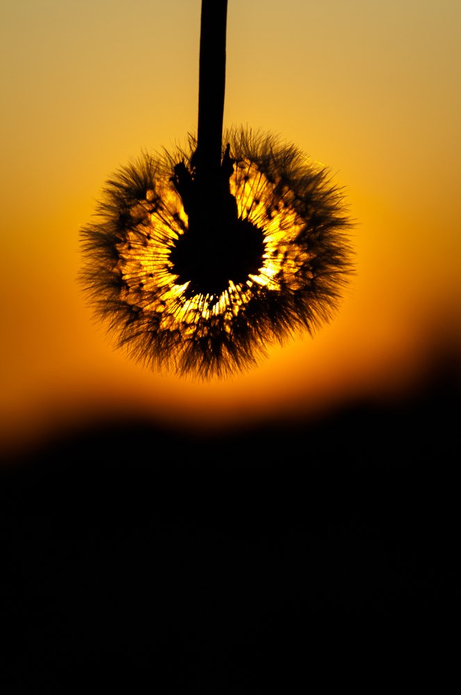 Солнце в твоих ладонях