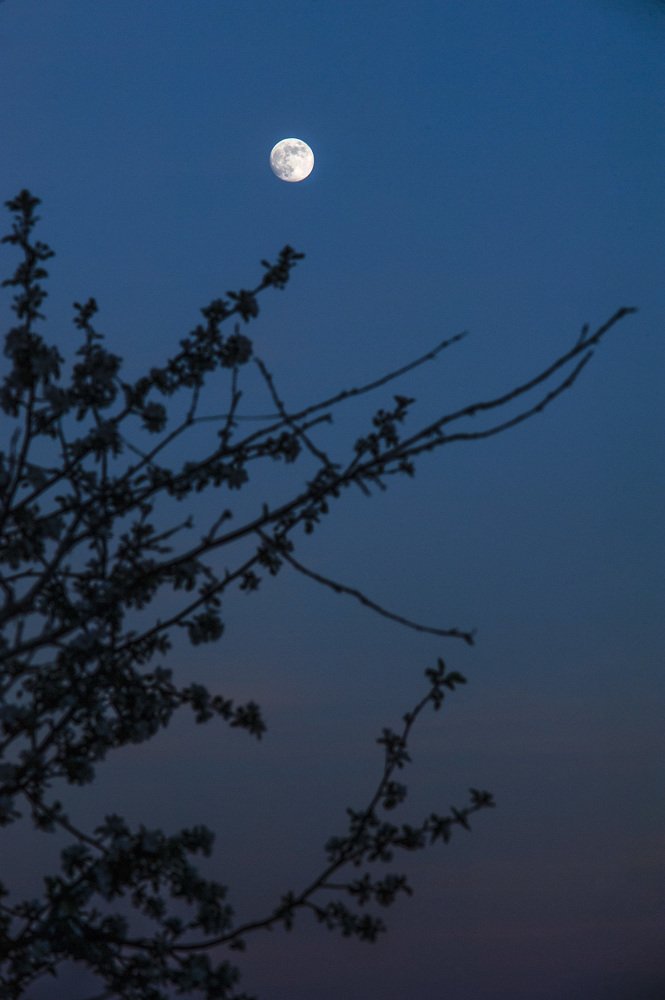 Луна и ветви