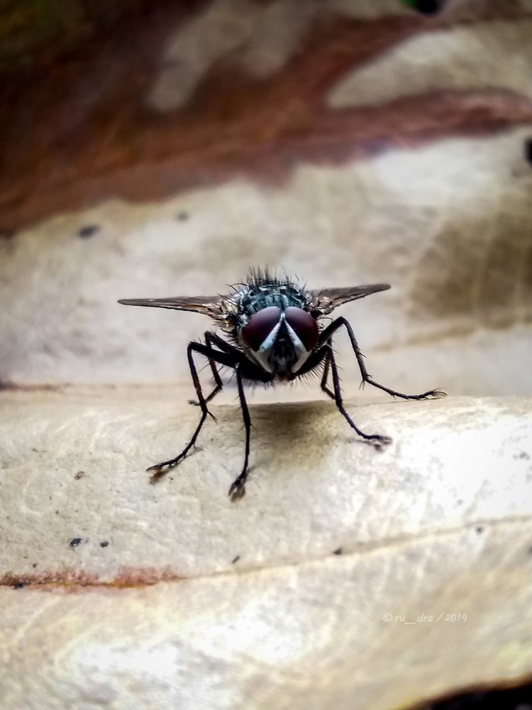 Housefly