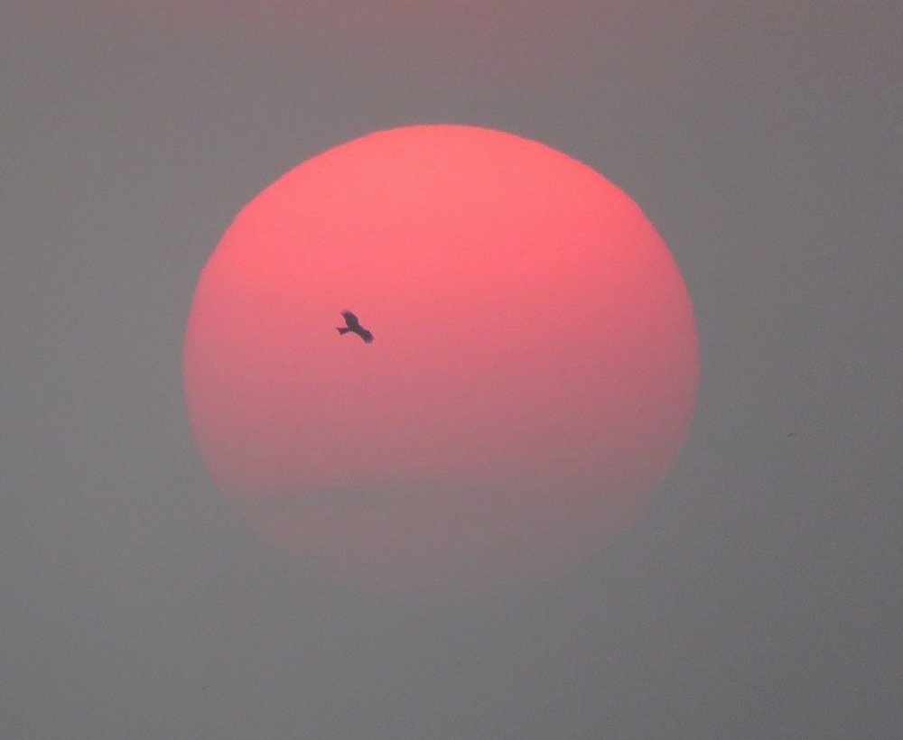 Sun Traveler