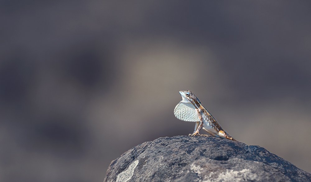 Fan-throated Lizard (Sitana Laticeps)