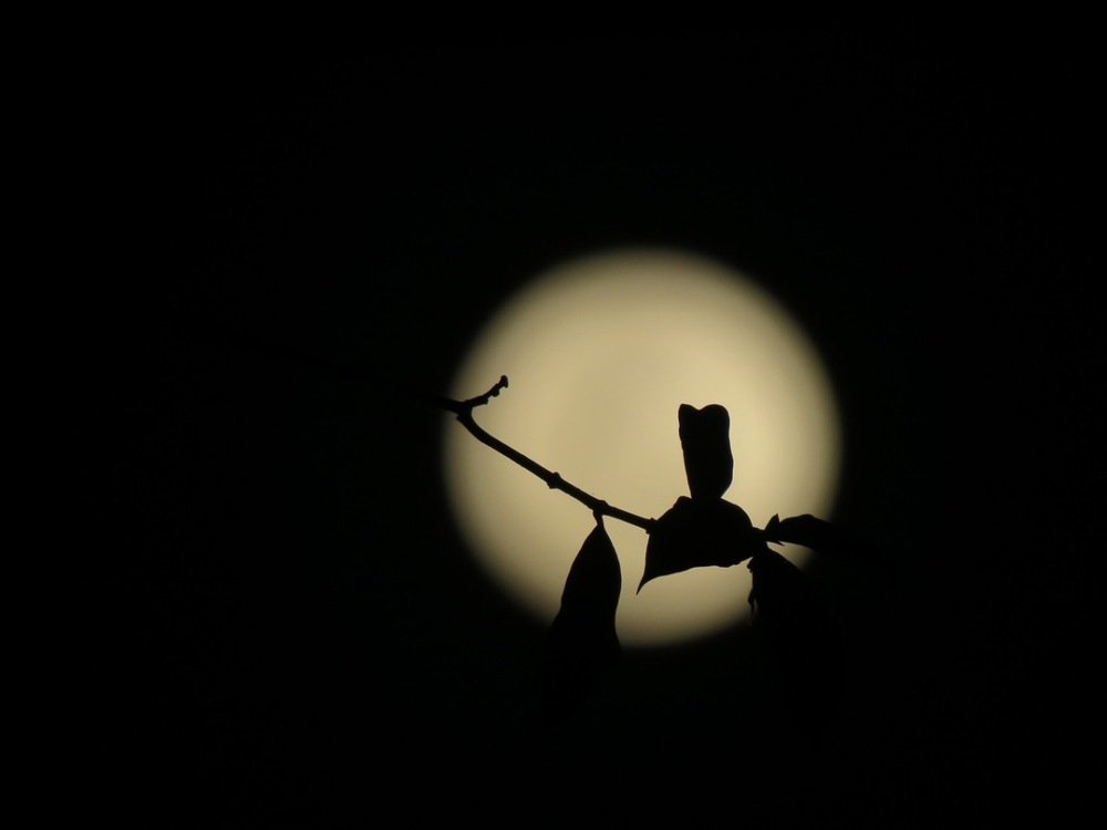 The beauty of moon
