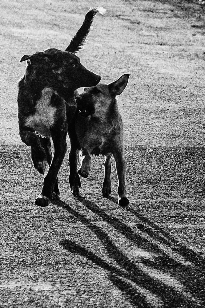 Вечерняя прогулка