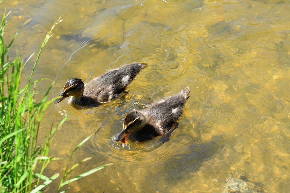 Милые утята