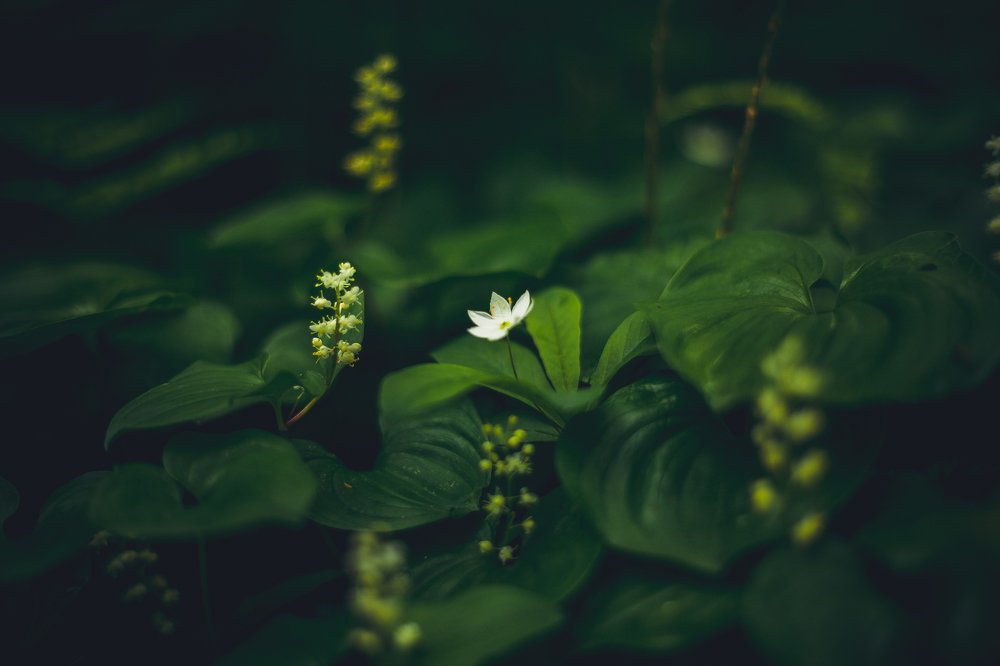 Photograph by Михаил Кондрухов