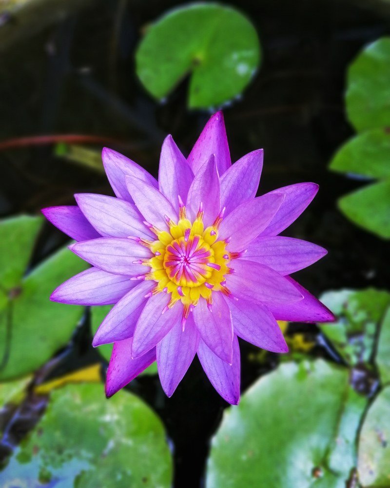 Lotus