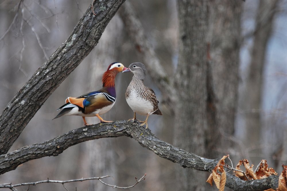 Мандариновый поцелуй