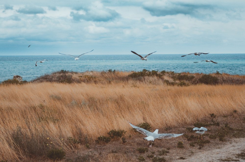 Перед бурей