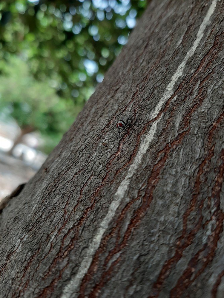 Let's play camouflage