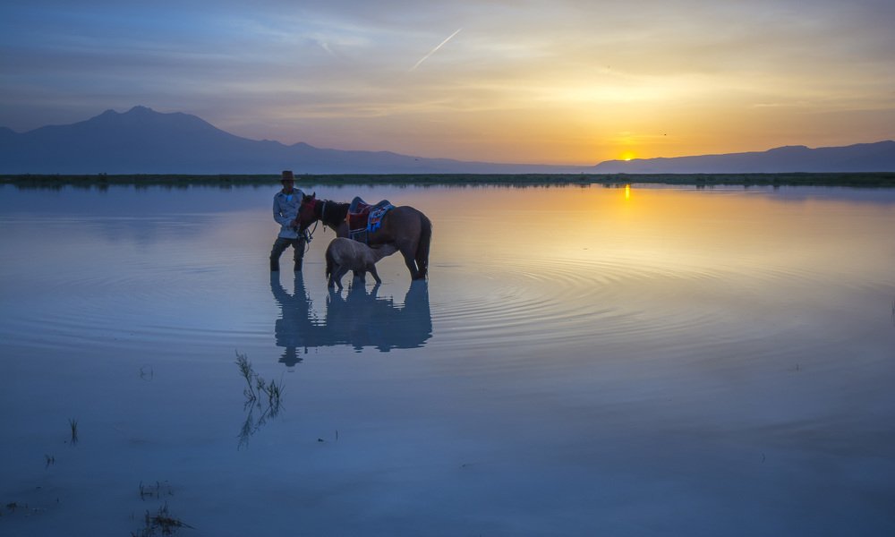 sunrise and horses