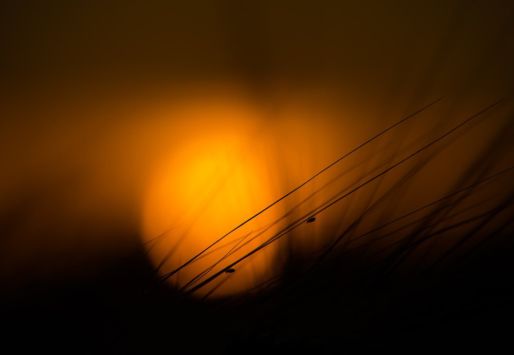 Photograph by Žanas Kalvaitis