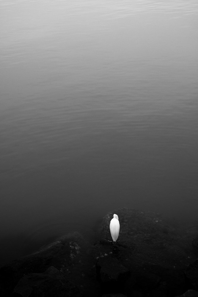 Bird looks througth the horizon