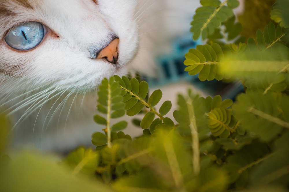 Sushi's life