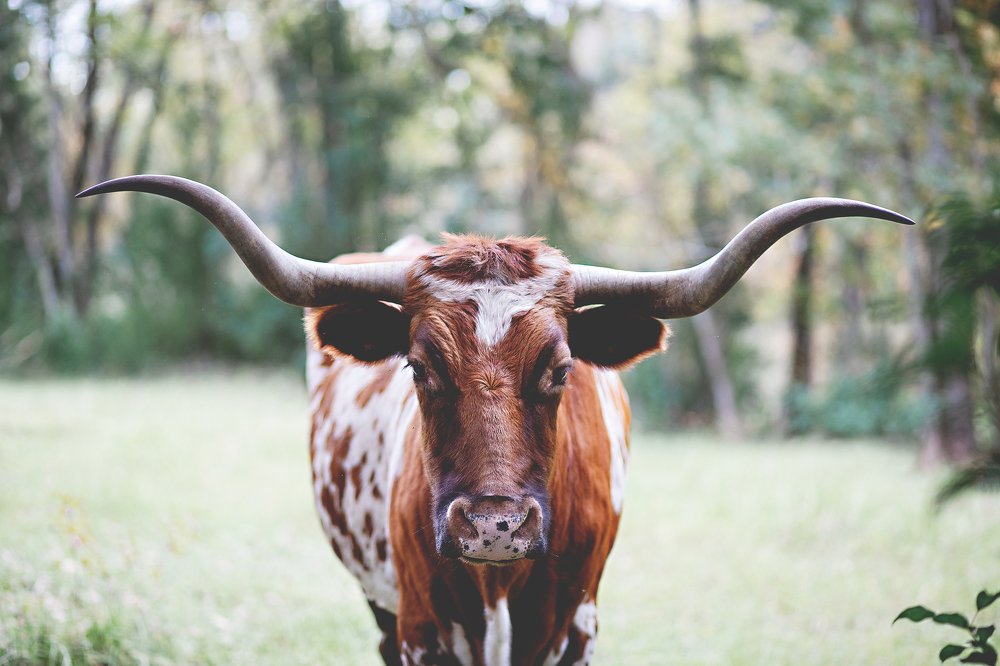Longhorns