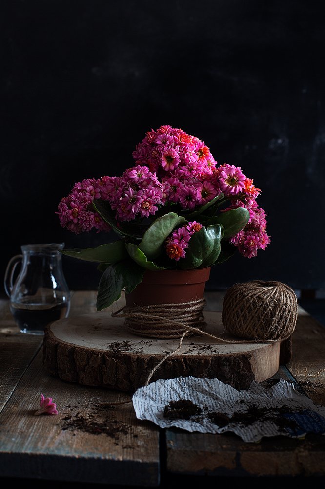 Бабушкины цветы