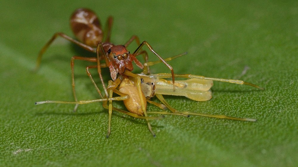 ANT MIMIC WITH SPY KILL