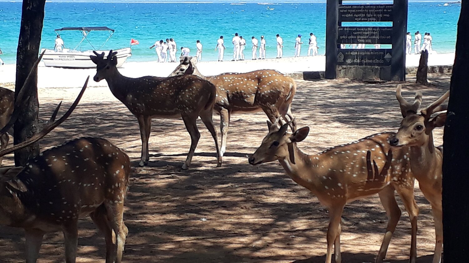 deers near the beach