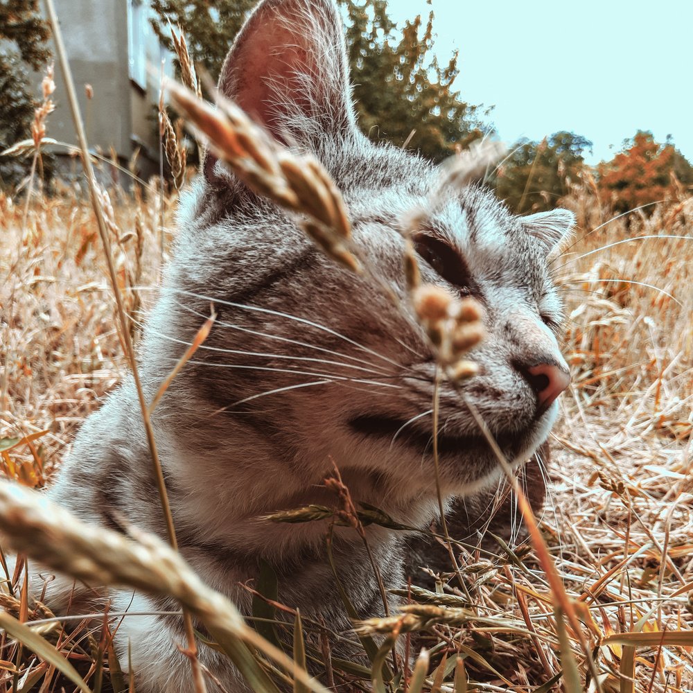 кот в своём сознании