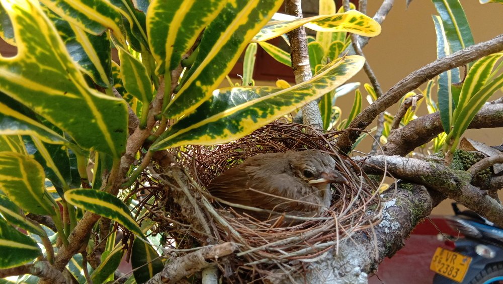 a baby bird