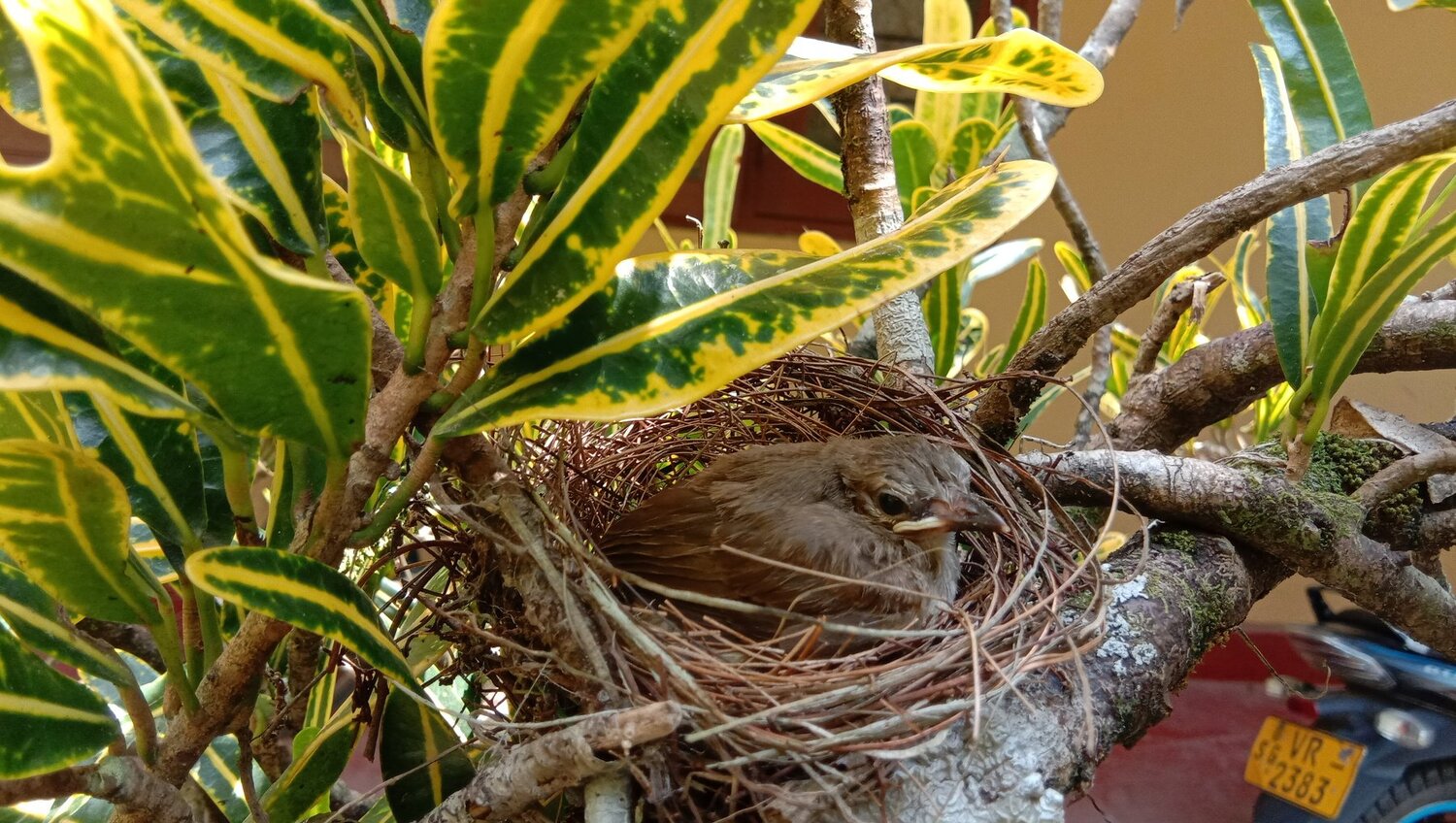 a baby bird