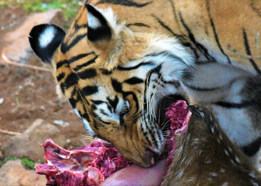 Killing for a Living