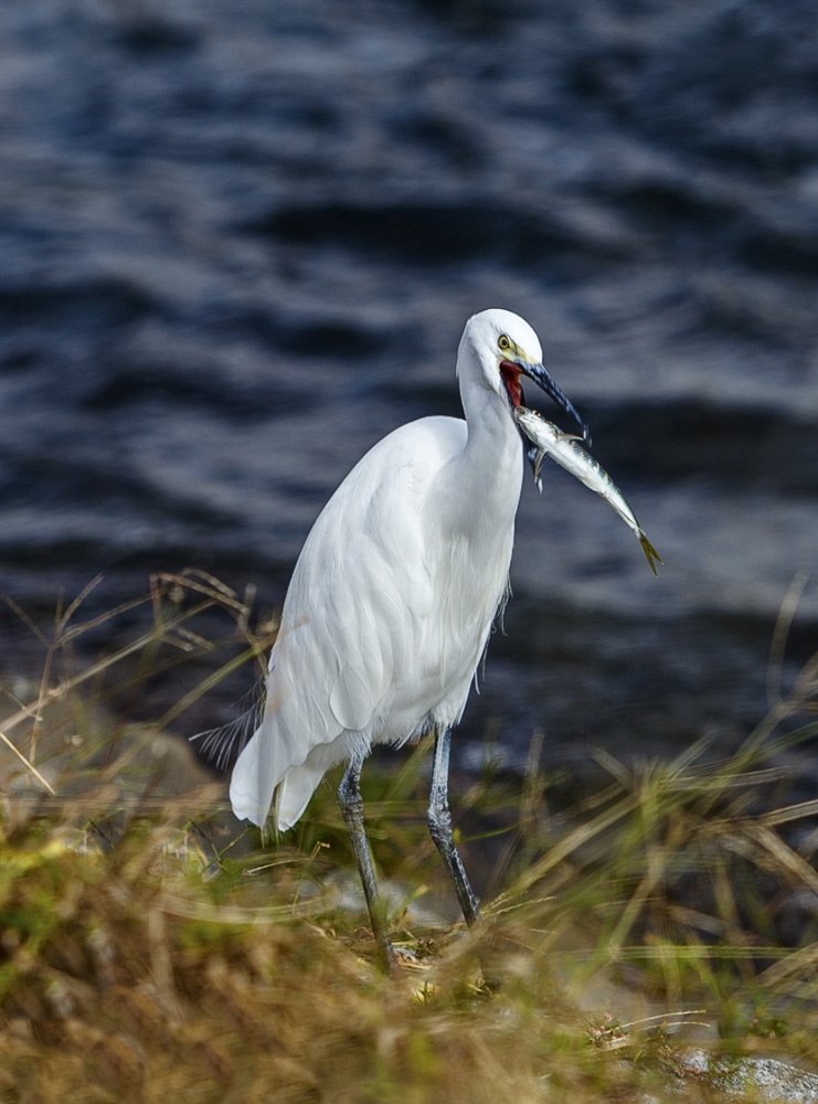 удачная охота