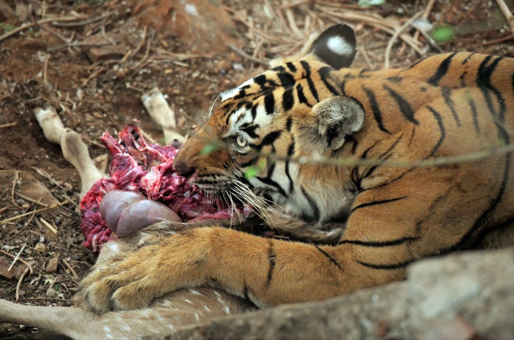 Raw Wild and Untamed