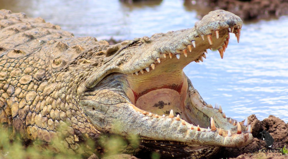 Photograph by Samuel kivevo