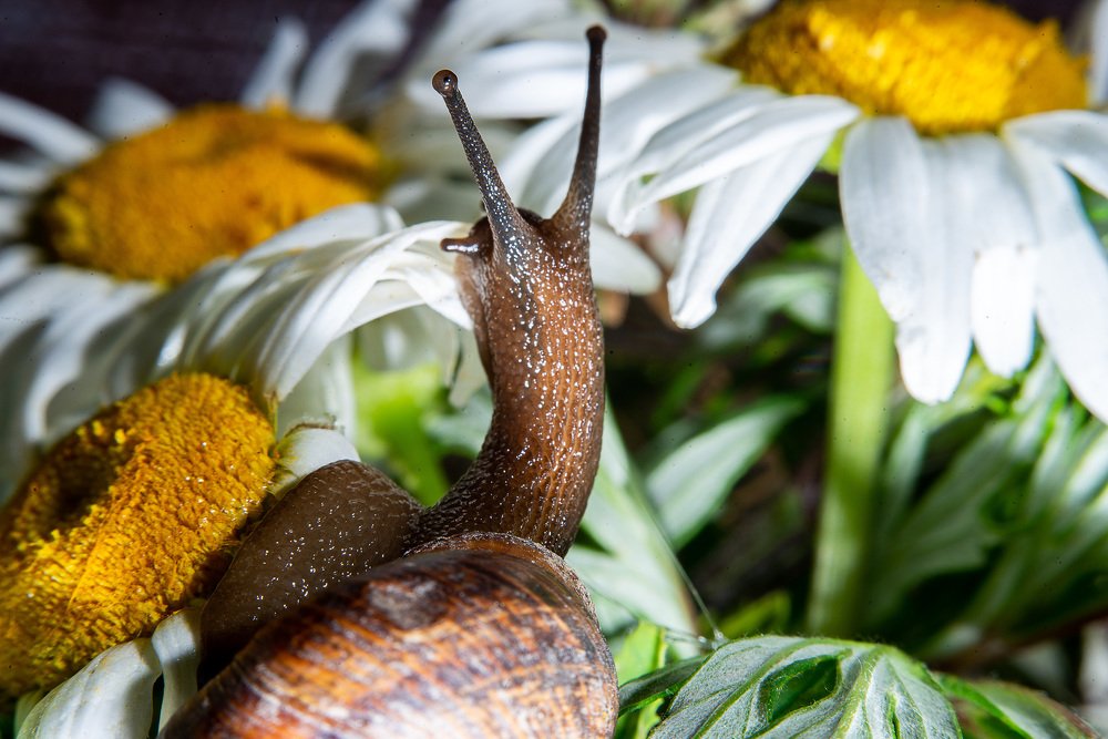 все ли мои ромашки на месте?