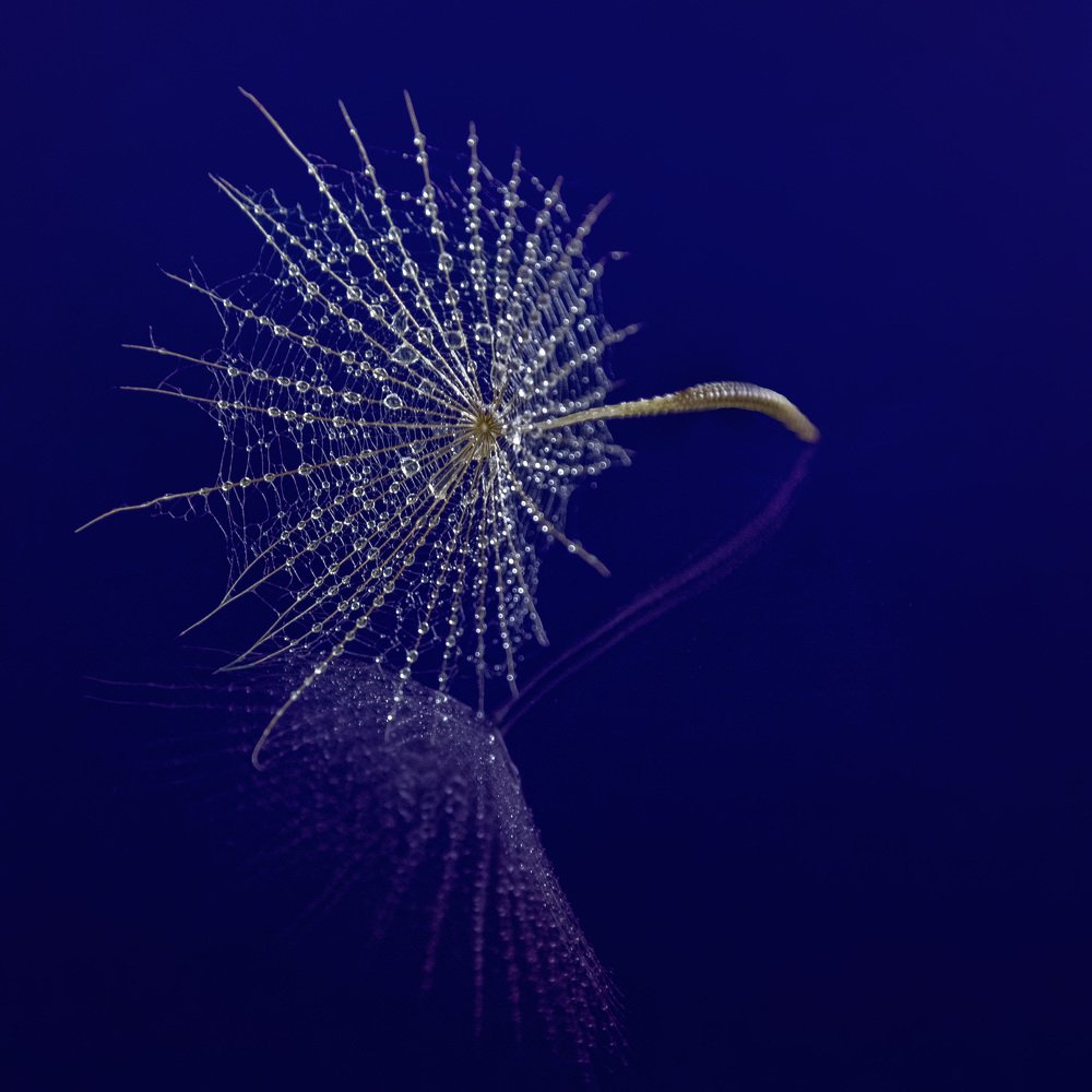 Зонтик козлобородника