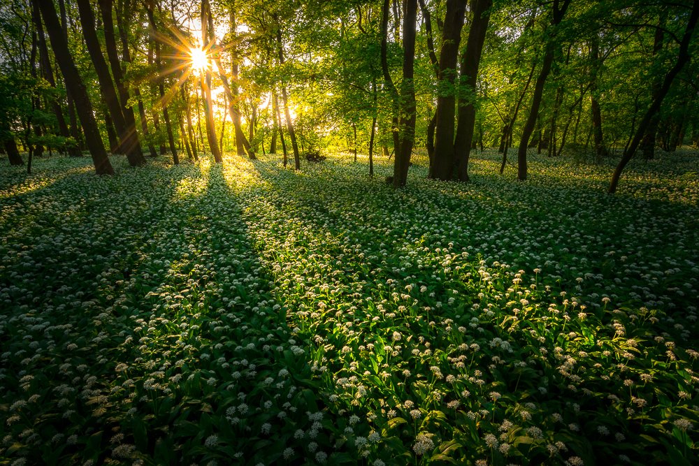 White carpet of flowers