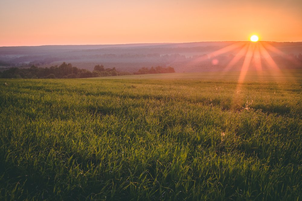 Рассвет над полем