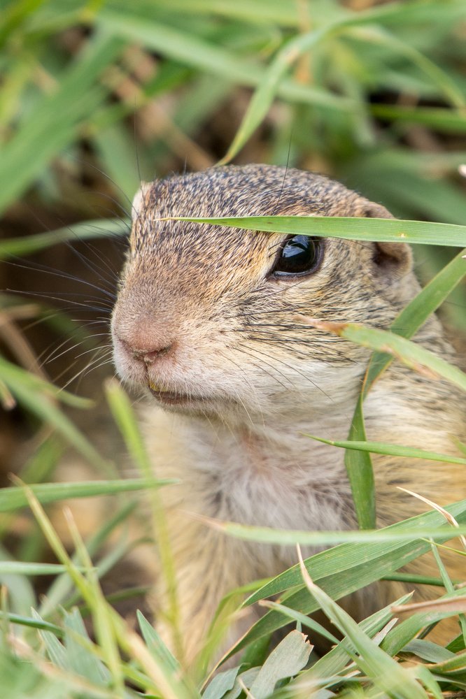 spermophilus citellus portrait