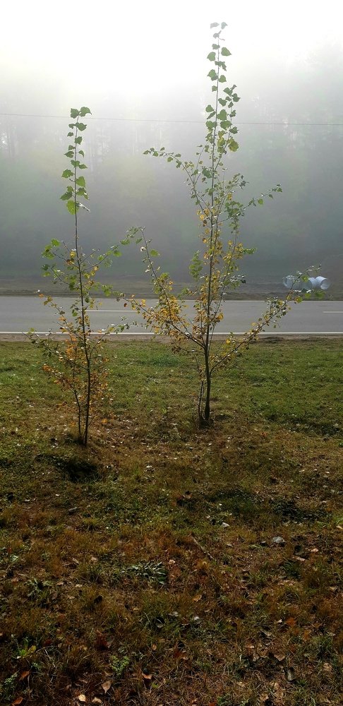 Рассвет в лесу