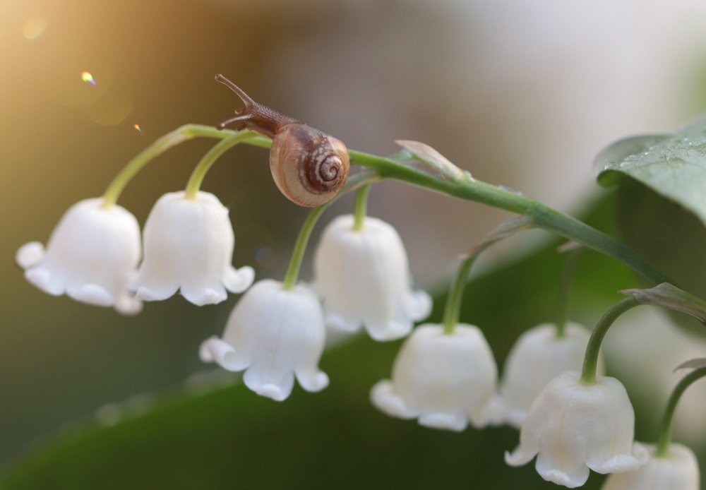 НА РАССВЕТЕ