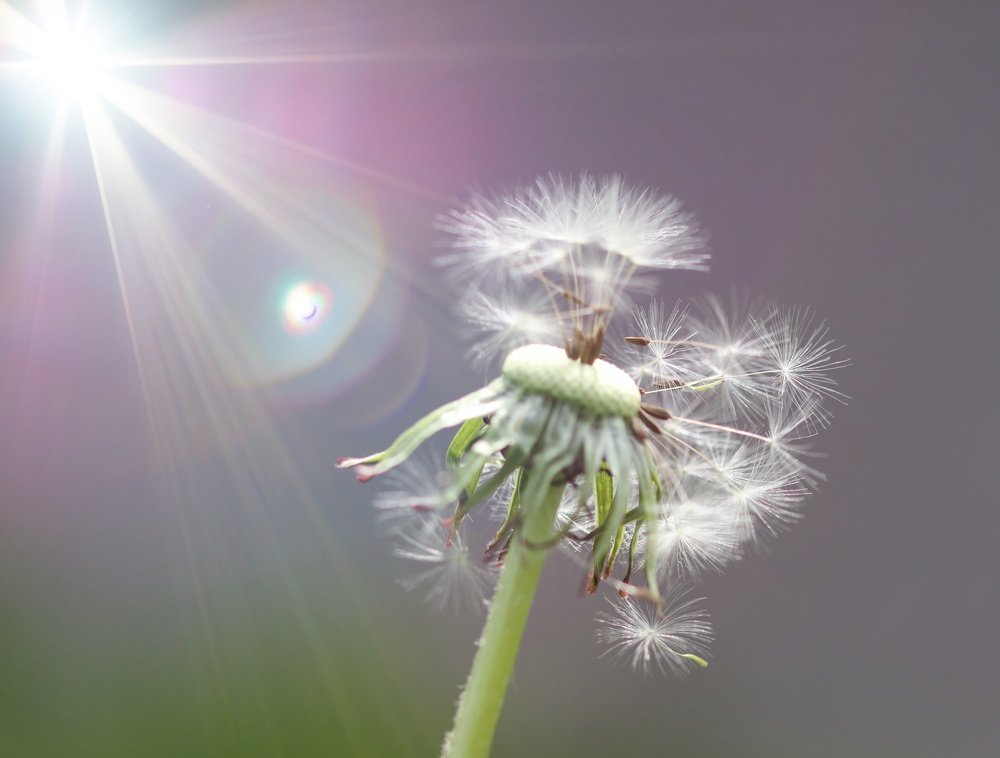 ОДУВАНЧИК НА РАССВЕТЕ