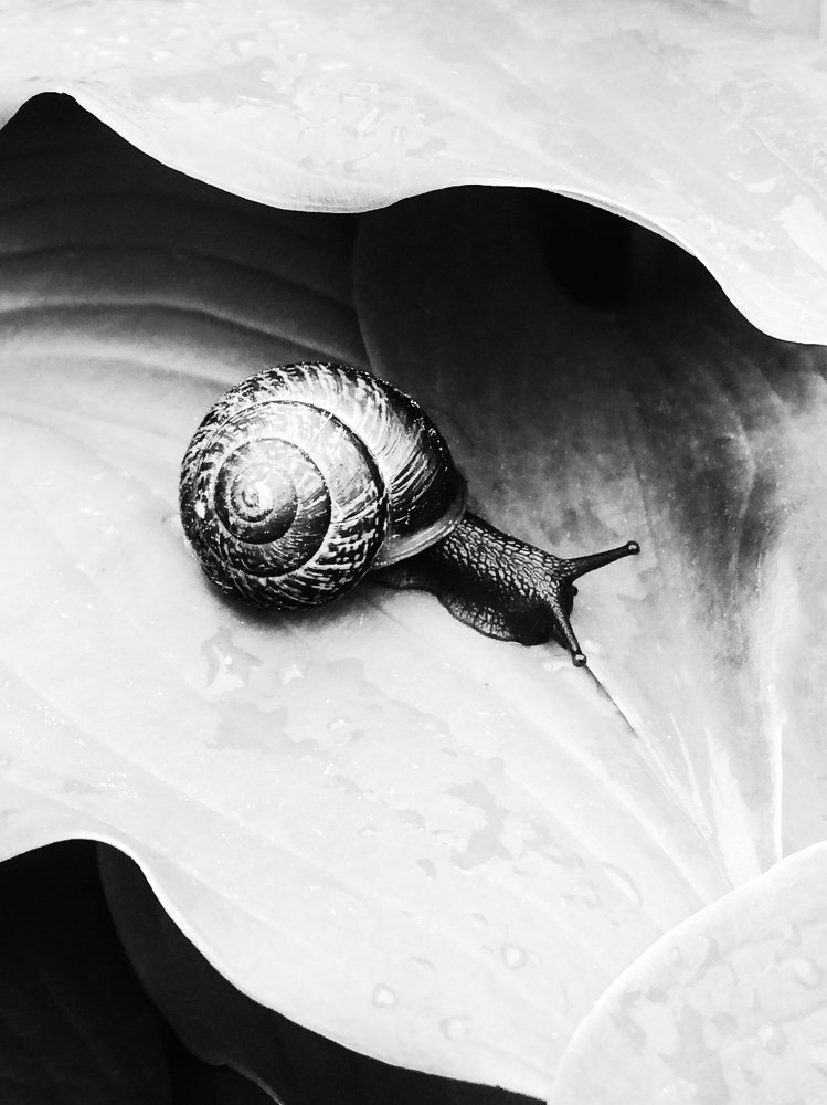 Тихо, тихо ползи, улитка