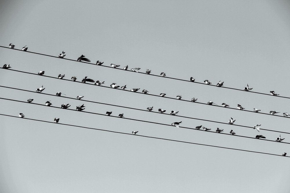 44 весёлых чижа