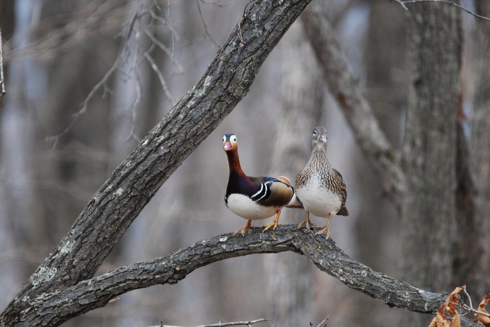 Ветка с мандаринками