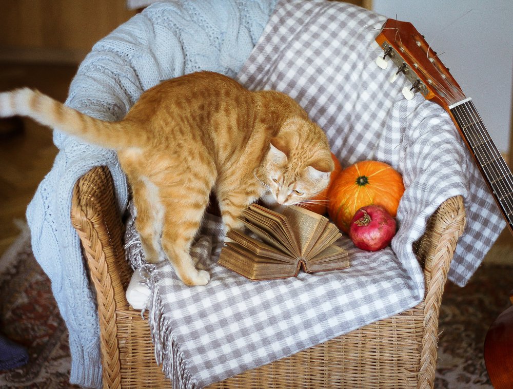 Кошка писателя