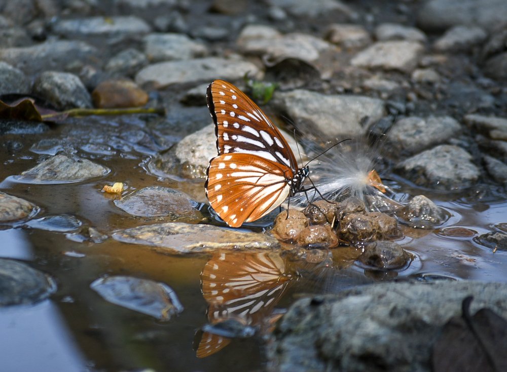 The reflection  if Flying jewel